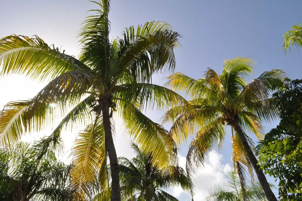 Palmiers majestueux sous un ciel ensoleillé aux DOM-TOM, évoquant la douceur de vivre et le dépaysement d'un déménagement aux DOM TOM